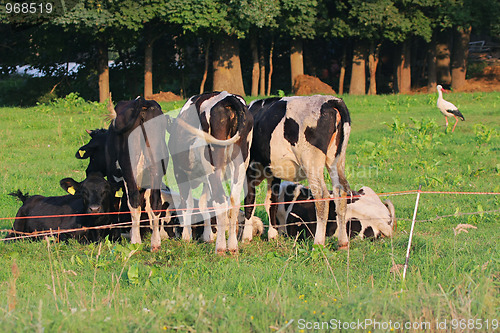 Image of Cows