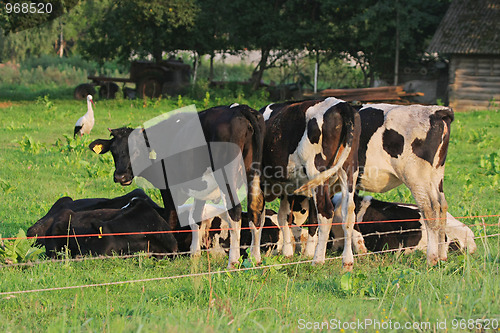 Image of Cows