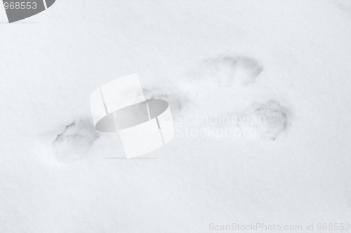 Image of Hare track