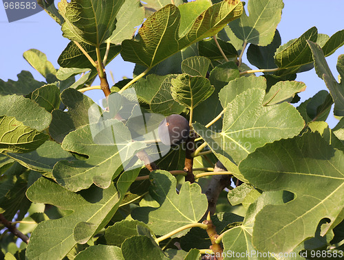 Image of Fig Tree