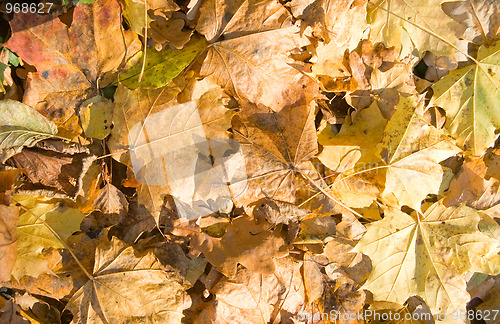 Image of Autumn leaves background