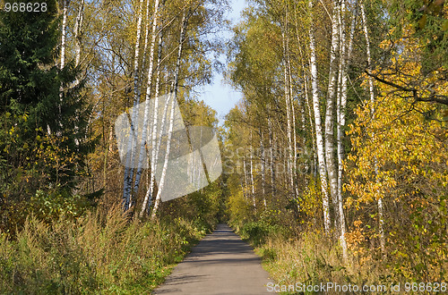 Image of Autumn park