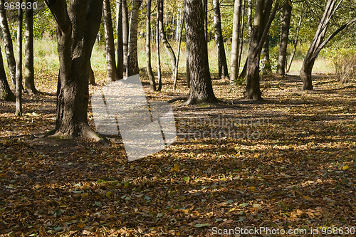 Image of Autumn park