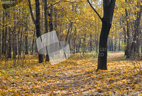 Image of Autumn park