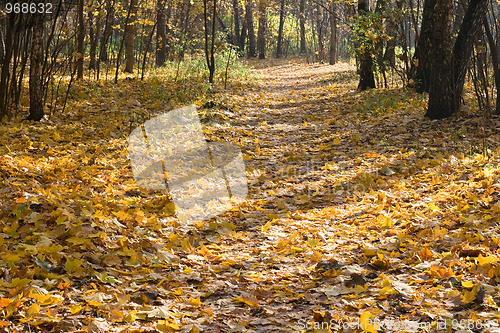 Image of Autumn park