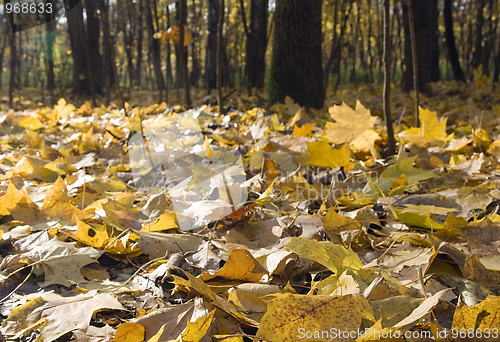 Image of Autumn park