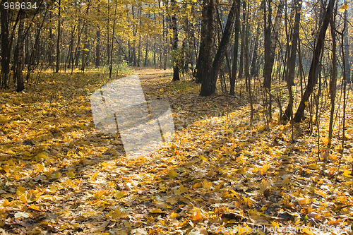 Image of Autumn park