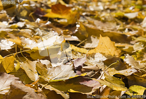 Image of Autumn leaves