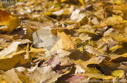 Image of Autumn leaves