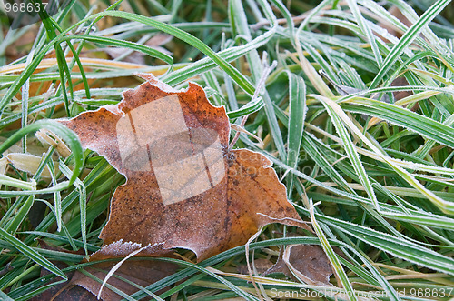 Image of Frozen leaf