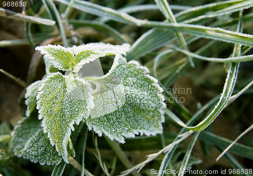 Image of Frozen leaves