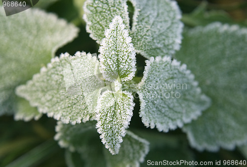Image of Frozen leaves