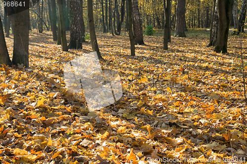 Image of Autumn park