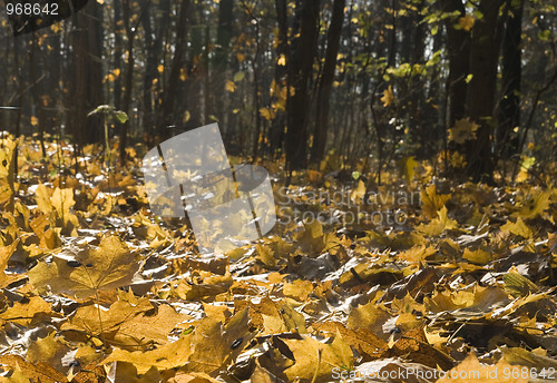 Image of Autumn park