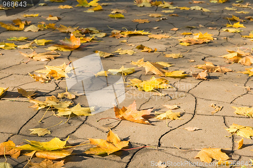 Image of Yellow leaves on asphalt