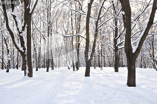 Image of Winter forest