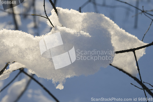 Image of Snow on a twig