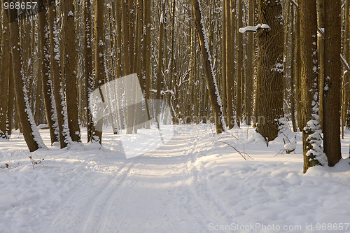 Image of Winter forest with ski track