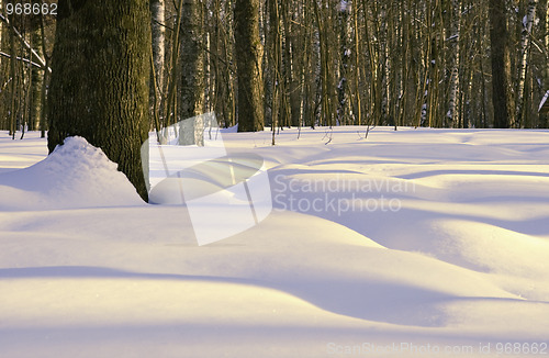 Image of Winter forest