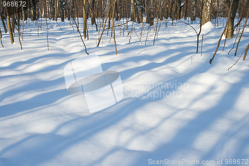 Image of Winter forest