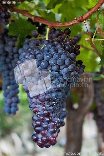 Image of Bunch of Grapes Hanging on a Vine