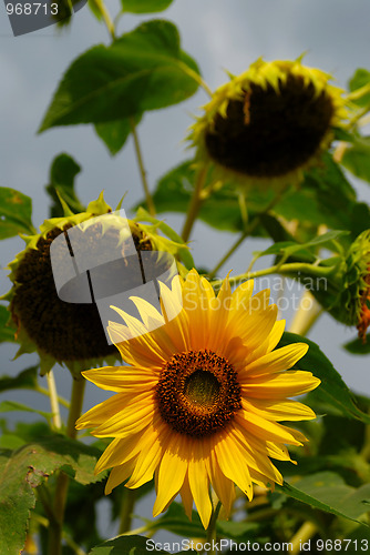 Image of Sunflowers