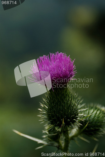 Image of Purple burr