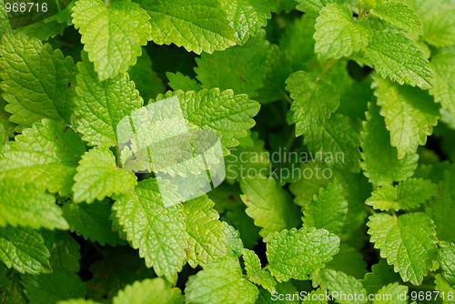 Image of Green leafs