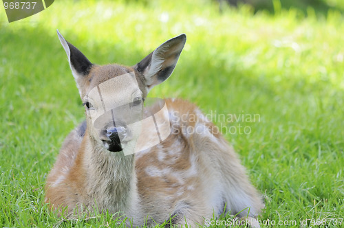 Image of Young doe