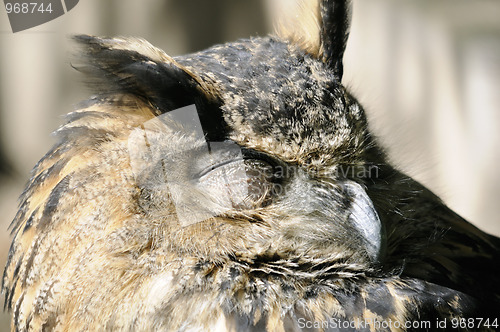 Image of Sleeping owl