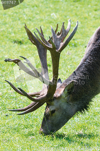 Image of deer