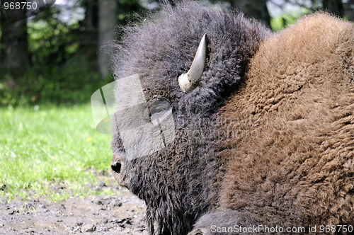 Image of Bison