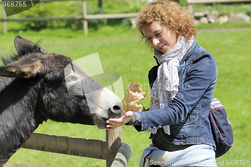 Image of Girl feeding donkey