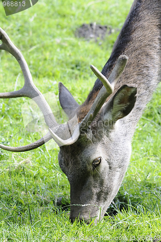 Image of Deer