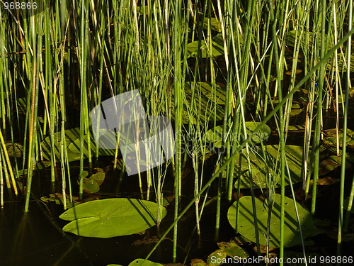 Image of pond