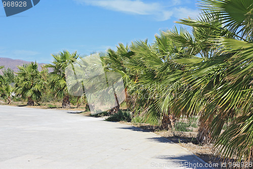 Image of Palm Trees in Mediterranean Spain