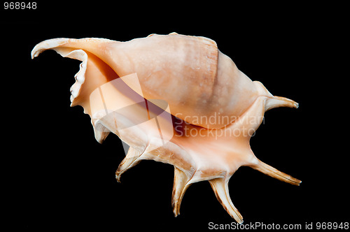 Image of Shell