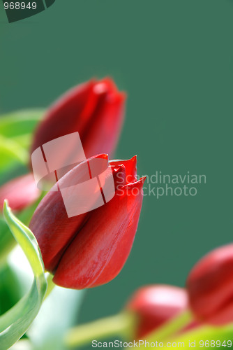 Image of Tulips