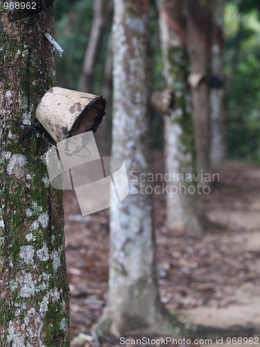 Image of Latex forest