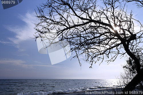 Image of Dry tree above the sea