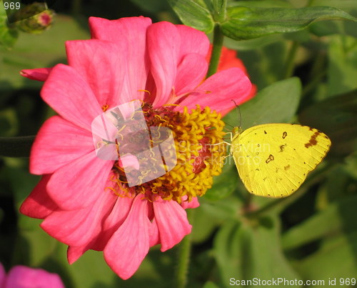 Image of Yellow in pink