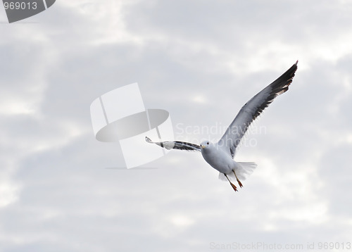 Image of Seagull