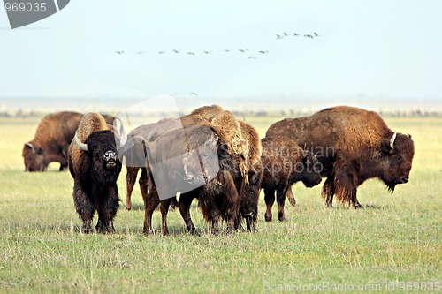 Image of Buffalo