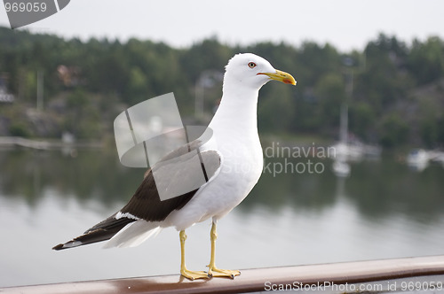 Image of Seagull