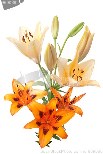 Image of Colorful fresh lillies