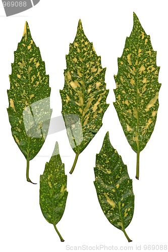Image of Five green and yellow leaves