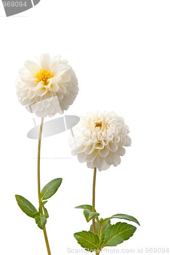 Image of Beautiful white dahlias