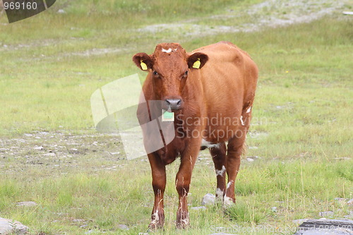 Image of Angry cow