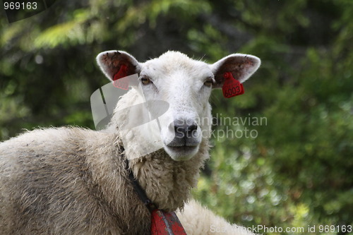 Image of Sheep