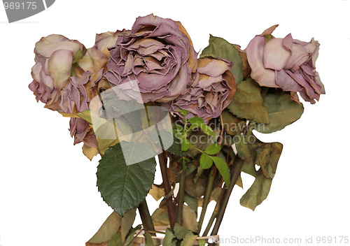 Image of Withered flowers